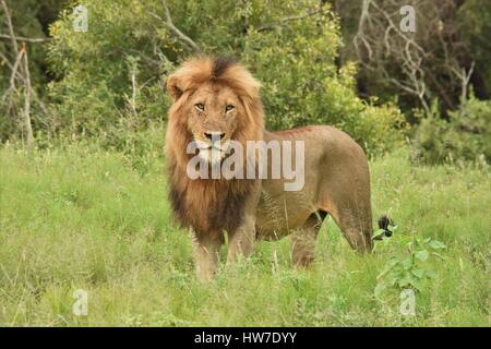 Leone maschio in piedi in erba Foto Stock