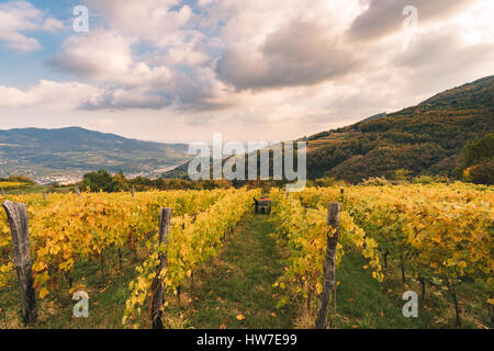 Vendemmia manuale nei vigneti delle colline italiane. Foto Stock