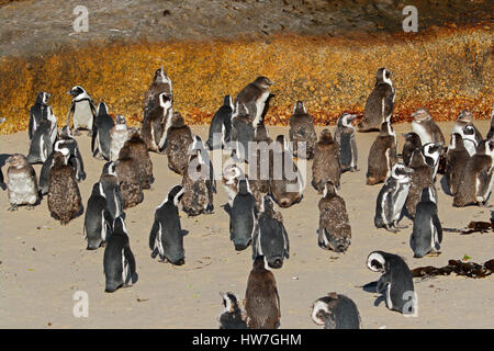 La colonia dei pinguini africani (Spheniscus demersus), Western Cape, Sud Africa Foto Stock