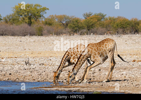 Due giraffe (Giraffa camelopardalis) acqua potabile, il Parco Nazionale di Etosha, Namibia Foto Stock