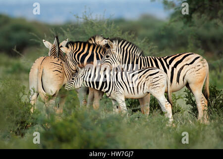 Pianure (Burchells) zebre (Equus burchelli) in habitat naturale, Sud Africa Foto Stock