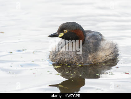 Australasian svasso Foto Stock