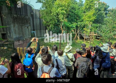 La Cina, nella provincia di Sichuan, Chengdu, Base di ricerca di Panda Gigante di allevamento o di Chengdu Panda Base, Panda Gigante (Ailuropoda melanoleuca), prigionieri neonati installato al di fuori su una coperta con un elemento di fissaggio videotaper Foto Stock