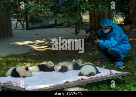 La Cina nella provincia del Sichuan Chengdu Research Base del Panda Gigante di allevamento o di Chengdu Base Panda Panda Gigante (Ailuropoda melanoleuca) Foto Stock