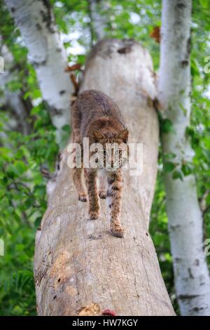 Stati Uniti, Minnesota, Bobcat (Lynx rufus) Foto Stock