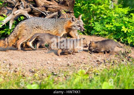 Stati Uniti, Minnesota, Gray Fox (Urocyon cinereoargenteus), Adulto con youngs Foto Stock