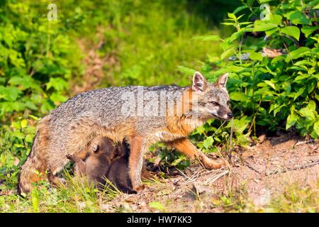 Stati Uniti, Minnesota, Gray Fox (Urocyon cinereoargenteus), Adulto con youngs, infermieristica Foto Stock