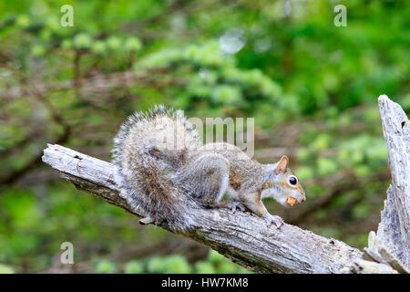 Stati Uniti, Minnesota, Orientale scoiattolo grigio o grigio scoiattolo (Sciurus carolinensis), Adulto su un ramo Foto Stock