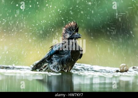 Ungheria, Csongrad Affitto, Kiskunsagi National Park, Pusztaszer, Eurasian jay (Garrulus glandarius), di balneazione Foto Stock