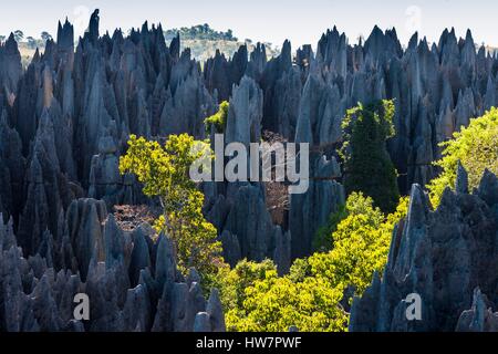 Madagascar, regione nord occidentale, Tsingy de Bemaraha Strict Riserva Naturale park, classificato come patrimonio mondiale dall' UNESCO Foto Stock