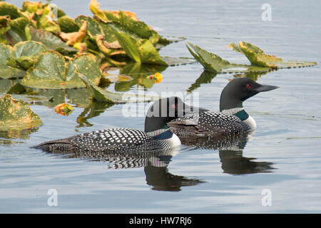 Coppia di loons in basso lago Ohmer, Kenai National Wildlife Refuge, Alaska. Foto Stock