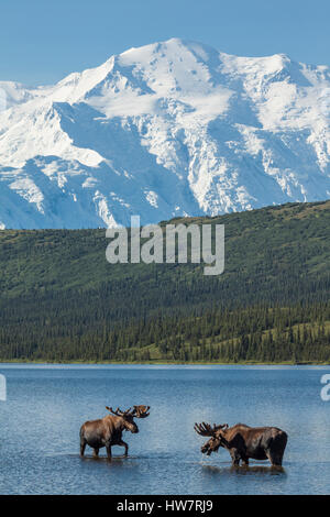 Due bull moose alimentazione nel lago di meraviglia con Denali in background, Parco Nazionale di Denali, Alaska. Foto Stock