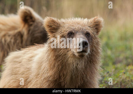 Orso grizzly cubs su alimentazione mirtilli sotto la pioggia, il Parco Nazionale di Denali, Alaska. Foto Stock