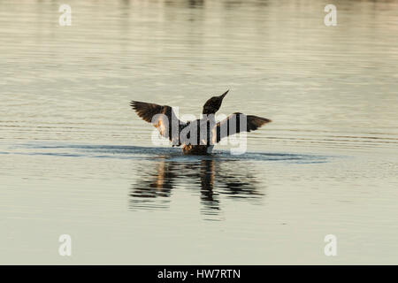 Loon scuotendo off dopo un tuffo nel Kenai National Wildlife Refuge, Alaska. Foto Stock