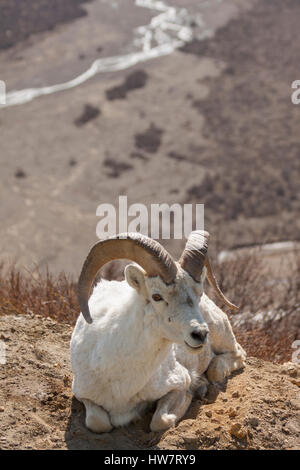 Dall ram in posa la strada nel Parco Nazionale di Denali, Alaska. Foto Stock