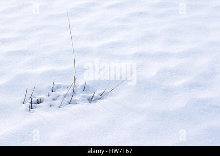 Erba inserimenti attraverso la neve Foto Stock