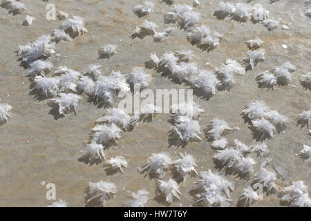 I cristalli di ghiaccio formando sul lago ghiacciato Foto Stock