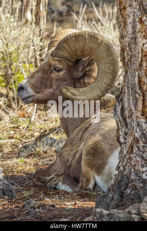 Big Horn ram riposo sotto un albero nel Parco Nazionale di Yellowstone, Wyoming. Foto Stock