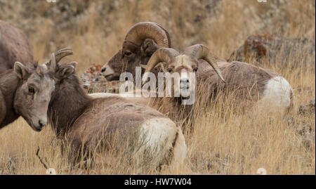 Bighorn nel Parco Nazionale di Yellowstone, Wyoming. Foto Stock