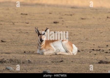 Pronghorn antelope nel Parco Nazionale di Yellowstone, Wyoming. Foto Stock