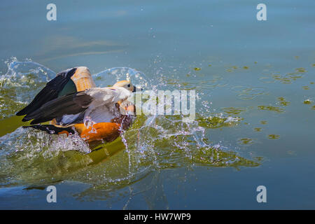 Tadorna ferruginea,acqua splash Foto Stock