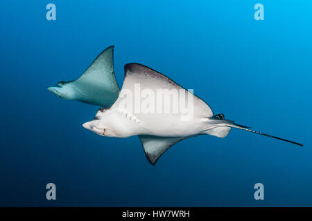 Raggio di aquila chiazzato, Aetobatus narinari, South Male Atoll, Maldive Foto Stock