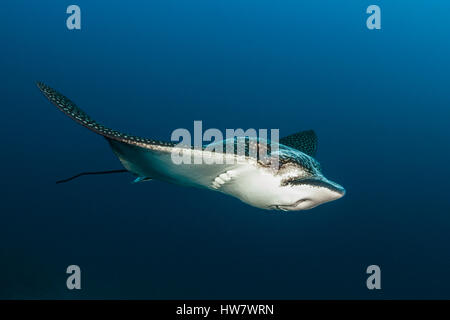 Raggio di aquila chiazzato, Aetobatus narinari, South Male Atoll, Maldive Foto Stock