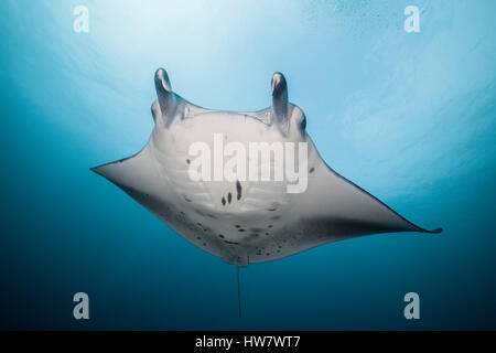 Reef Manta, Manta alfredi, North Male Atoll, Maldive Foto Stock