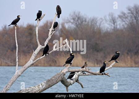 Francia, Bouches du Rhone, Parco regionale della Camargue, grande cormorano (Phalacrocorax carbo) arroccato su una radice lungo il Rodano Foto Stock