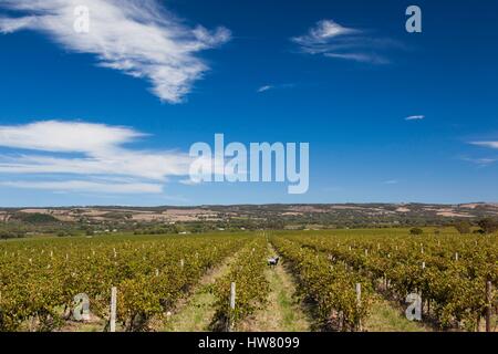 In Australia, in Sud Australia, Fleurieu Peninsula, la regione vinicola Maclaren Vale, McLaren Vale, Hugh Hamilton cantina Vigna con statua di pecora Foto Stock