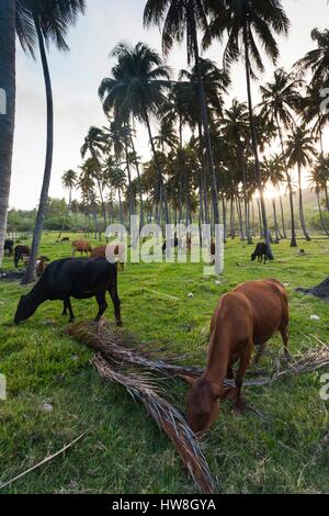 Saint Vincent e Grenadine, Bequia, industria Bay, bovini, crepuscolo Foto Stock