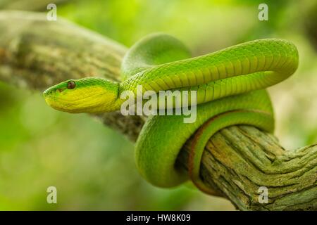 Indonesia, Nusa Tenggara Est, Isola di Komodo, Parco Nazionale di Komodo sono classificati come patrimonio mondiale dall'UNESCO, bianco-Isola a labbro rattlesnakes (Cryptelytrops insularis precedentemente Trimeresurus insularis) endemica di Lesser Sunda isola di Bali e West Java Foto Stock