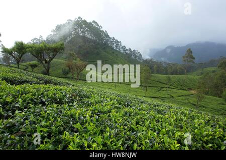 Sri Lanka, provincia di Uva, Badulla district, Haputale, Dambatenne la piantagione di tè fondatore Thomas Lipton Foto Stock