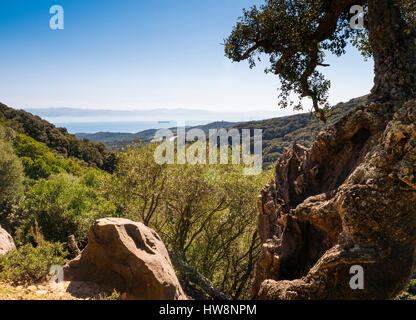 Il parco di natura Stretto di Gibilterra. Parque Natural de los Alcornocales, Tarifa la provincia di Cadiz Cadice, Andalusia Spagna Meridionale.Europe Foto Stock
