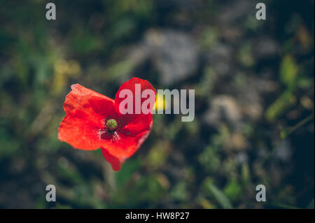 Immagine ravvicinata di gara fiore di papavero in sfondo sfocato Foto Stock