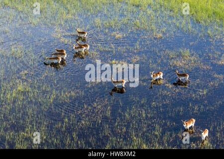 Il Botswana, Okavango Delta, kob lechwe (Kobus leche) (vista aerea) Foto Stock