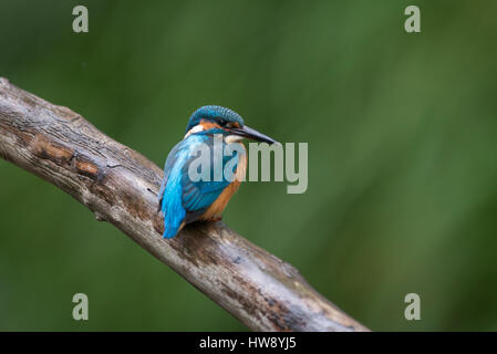 Kingfisher ( Alcedo atthis) su fishingtour nel fiume Nybroån Foto Stock