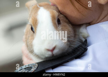 Salvataggio animale lavoratore coniglio di contenimento Foto Stock