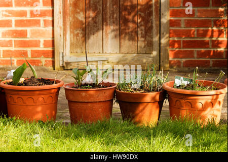 In Terracotta vasi di fiori su uno sfondo di una serra in giardino Foto Stock