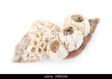 Buccinum undatum isolato su uno sfondo bianco Foto Stock