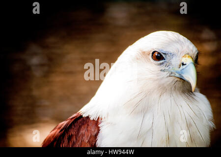 Brahimy Kite in Albay Park e della fauna selvatica, Legazpi City, Filippine Foto Stock