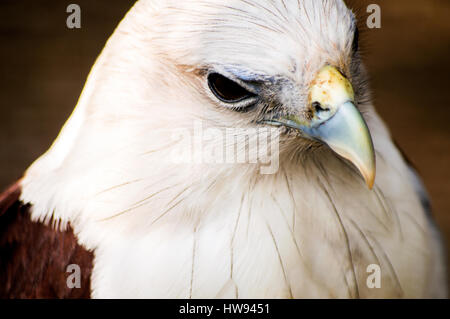 Brahimy Kite in Albay Park e della fauna selvatica, Legazpi City, Filippine Foto Stock