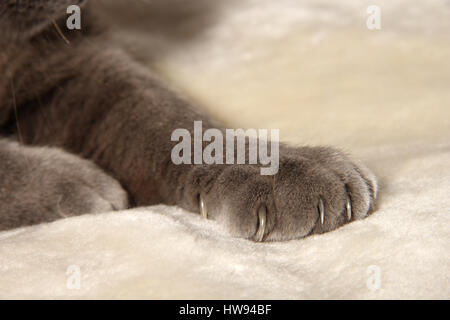 Il gatto domestico, blu, close up di un gatto zampa con estese leggermente artigli Foto Stock
