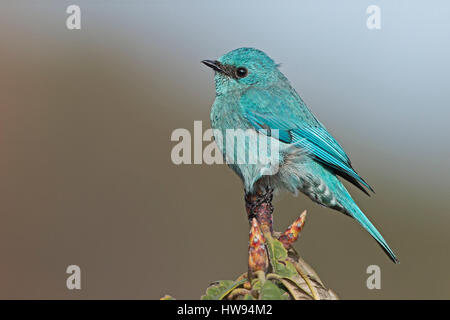 Maschio adulto verditer flycatcher (Eumyias thalassinus) appollaiato sulla struttura di rododendro brach, sigalila national park, India Foto Stock