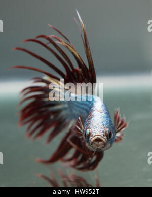 Betta splendens Corona di rame di coda di pesce maschio Foto Stock