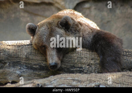 Bear lounging presso lo Zoo di Denver Foto Stock