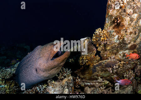 Murena Gigante (Gymnothorax javanicus) nel Reef, Mar Rosso, Egitto Foto Stock