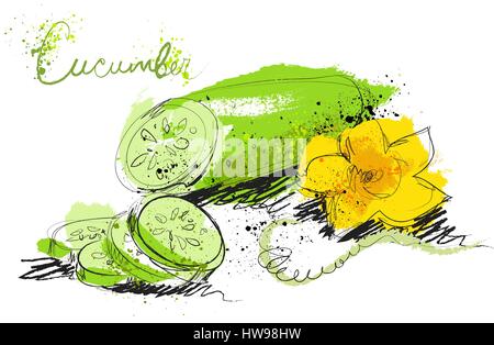 Fette di cetriolo isolati su sfondo bianco, arte disegnare a mano stile Illustrazione Vettoriale