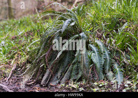 Hard-(felce Blechnum spicant) impianto. Felce in famiglia Blechnaceae crescente nel bosco umido di Oyster di bosco ceduo di riserva, nel Wiltshire, Regno Unito Foto Stock