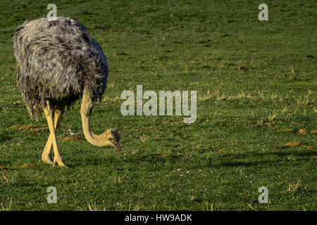 Struzzo, degli animali nel parco della natura di Cabarceno, Cantabria, Spagna, Europa. Foto Stock